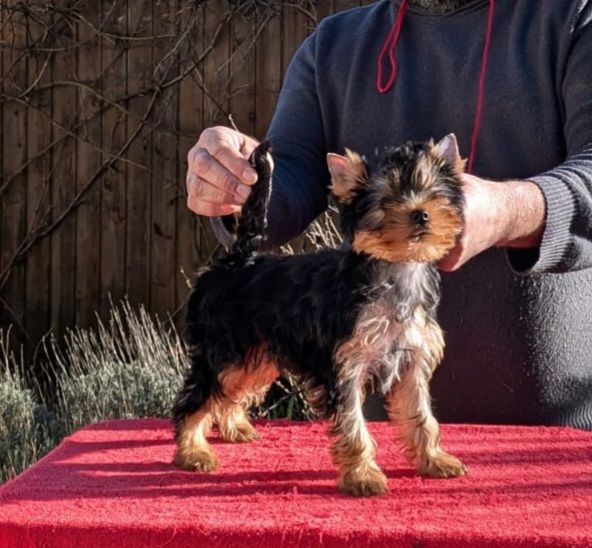 chiot Yorkshire Terrier D'ivena des lys