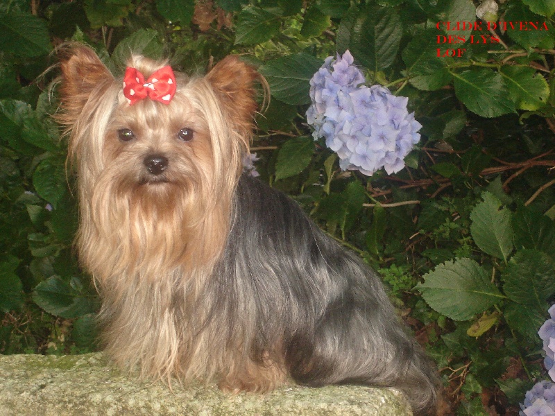 Clide D'ivena des lys