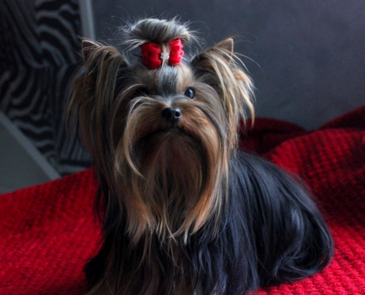 Gogo dancer D'ivena des lys