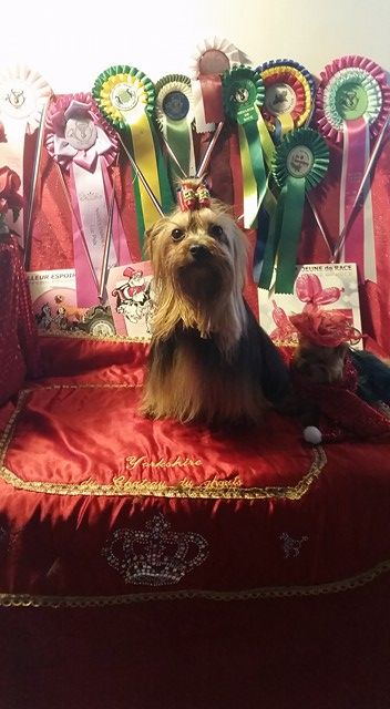 Golden eye D'ivena des lys