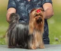 CH. Tina turner D'ivena des lys