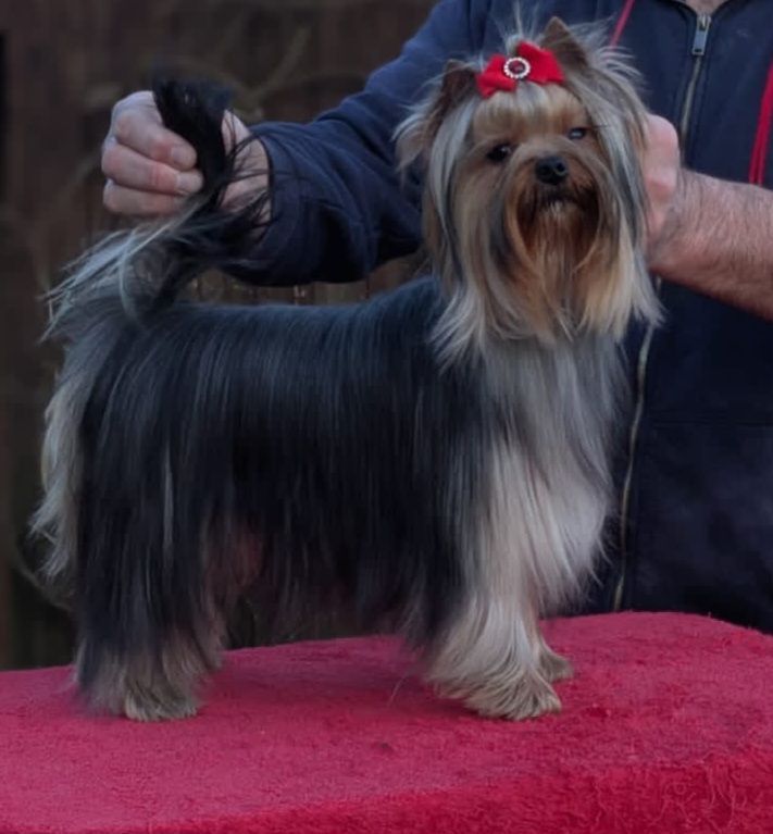 Vanda angel D'ivena des lys