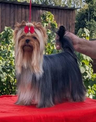 CH. Verone D'ivena des lys