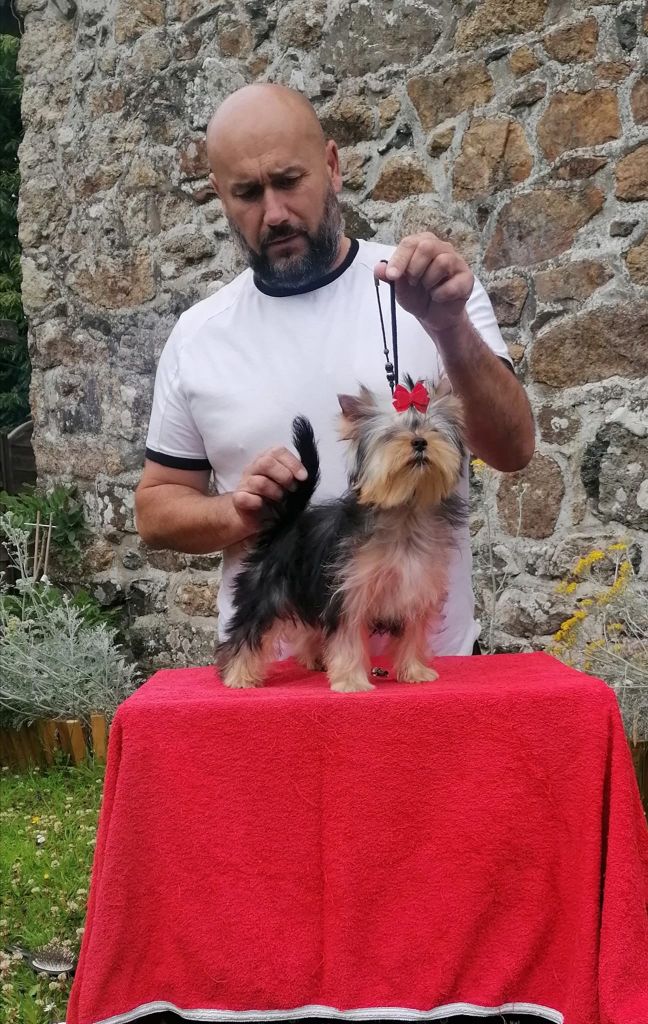 Tutti frutti D'ivena des lys