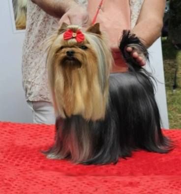 CH. U moon ro marure D'ivena des lys