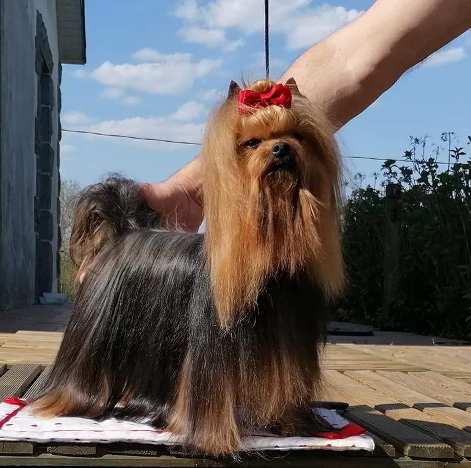 CH. Macha meryll d ivena des lys