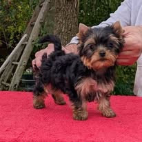 D'ivena des lys - Chiots disponibles - Yorkshire Terrier
