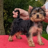D'ivena des lys - Chiots disponibles - Yorkshire Terrier