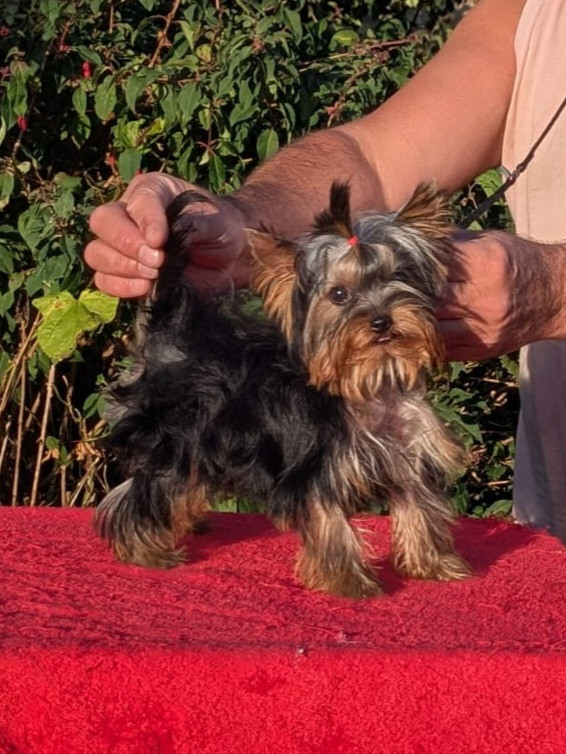 D'Ivena Des Lys - Chiots disponibles - Yorkshire Terrier
